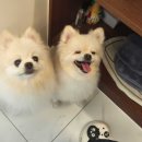 강아지미용실 이미지