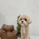 모모티디 독 쌀롱 반려견 미용 계림점 이미지