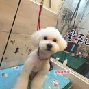 구름이 펫 미용샵 이미지