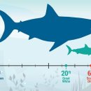바다의 폭군 백상아리의 크기 체감 이미지