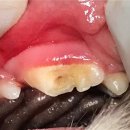 코끼리 동물병원 이미지