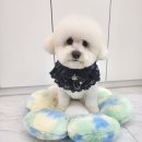 펫러버 그루밍 | 춘천스파맛집 완벽한 애견미용, 펫러버 그루밍 체험 후기
