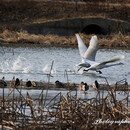 ‘El Condor Pasa’ - 여성 국악 실내 악단. 이미지