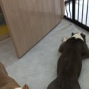 마이펫 애견 미용 이미지