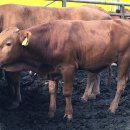 우공농장 이미지