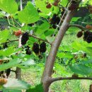 경자네 농장 이미지