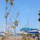 한국경영자총연합회 | 한국해변예술전시회 주변풍경: 클리퍼 세계일주 요트대회 기항지 행사 2026/3/21