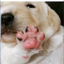 강아지 친구 이미지