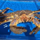 기장대게 이미지