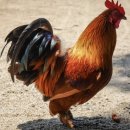 la poule (라 뿔)