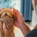 퍼피하우스 인천송도점 이미지