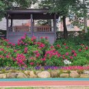 온천천시민공원 수국 이미지