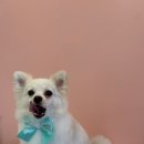 코모네펫하우스 이미지