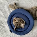 필종합동물병원 이미지