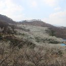 매화골향기 Daum카페