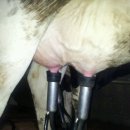 일출목장 이미지