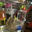 청아농장 | 기니피그 호의호식이♡ 청아농장 택배후기♡