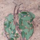 세종시 도담초 가족 숲체험(9.27.토.곤충만들기)... 이미지