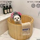 팔자좋은강아지 이미지