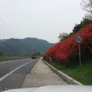 섬진강변 철쭉길 이미지