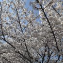 안동시청소년수련관 | [실시간] 2026 안동 벚꽃 축제 방문 후기 🌸 주차 꿀팁부터 먹거리까지!