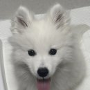 자담치킨(수유점) 이미지