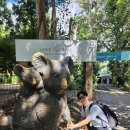 (주)파인 | 브리즈번 여행, 로네 파인 코알라 상투어리 vs 오스트레일리아 주 후기 및 완벽 비교!! 그리고 나에게...