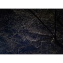 세시의철사씨
