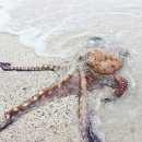 신안갯벌낙지식당 이미지