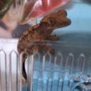 오석헌동물병원 | 💡 파충류(크레스티드 게코) 진료 참고 병원