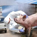 동일농장 이미지