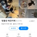 멍돌핀 이미지