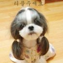 이쁜강아지 이미지