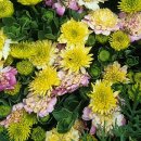 오스테오인 이미지