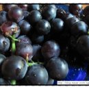 시현농장 이미지