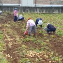 감자마을 이미지