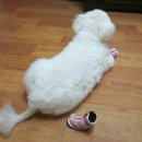 신발신은 강아지 이미지