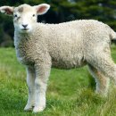 양한마리 이미지