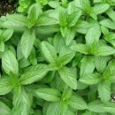 페퍼민트 이미지