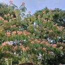 진안 용담호와 자귀나무 이미지