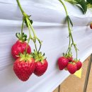 무지개농장 | 논산까지 왜 가! 서울 근교 1시간 나만 알고 싶은 인생 딸기 농장 체험 🍓( 100g당 계산 )