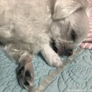 개-1번지 이미지