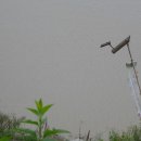 진또배기 이미지