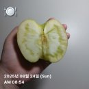 대전 콜렉트 | 주간일기｜8월 5주차｜네가 기니건 피기건 상관안해