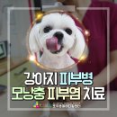 동인동물메디컬센터 | 6살 강아지 모낭충 : 피부병 치료방법! 모낭충 치료와 증상~