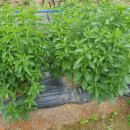 팔봉농원 이미지