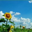 해바라기 이미지