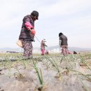 봄의기운 이미지