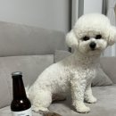 차차펫살롱 이미지