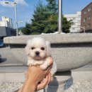 행복하개 남양주점 이미지